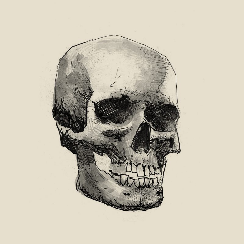 Ink drawing of a human skull