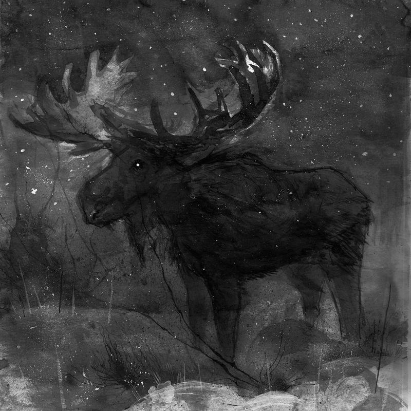 Dark moose emerging from the night